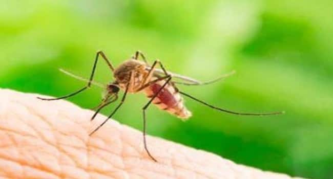 malaria