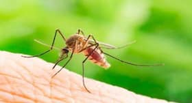 Delhi records 45 malaria and 35 dengue cases: Tips for prevention of vector-borne diseases
