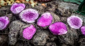 Purple Yam Benefits in Hindi, मानसून में बैंगनी जिमिकंद/पर्पल याम खाने के सेहत लाभ, सूरन के फायदे