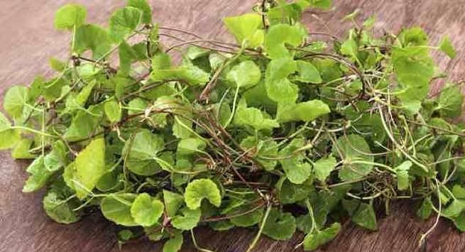 Brahmi and other herbs that can help fight skin aging 