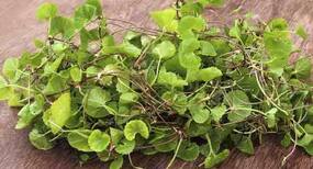 Brahmi – Know how this ayurvedic herb helps fight skin aging