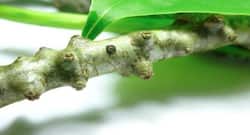 ब्लड शुगर कंट्रोल के लिए डायबिटीज़ में ऐसे करें गिलोय का सेवन