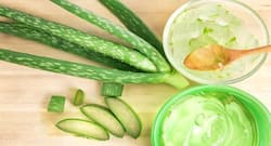 गिरते बालों से हैं परेशान? एलोवेरा से बनाएं ये 3 होममेड हेयर मास्क, बाल होंगे हेल्दी, शाइनी और स्ट्रॉन्ग