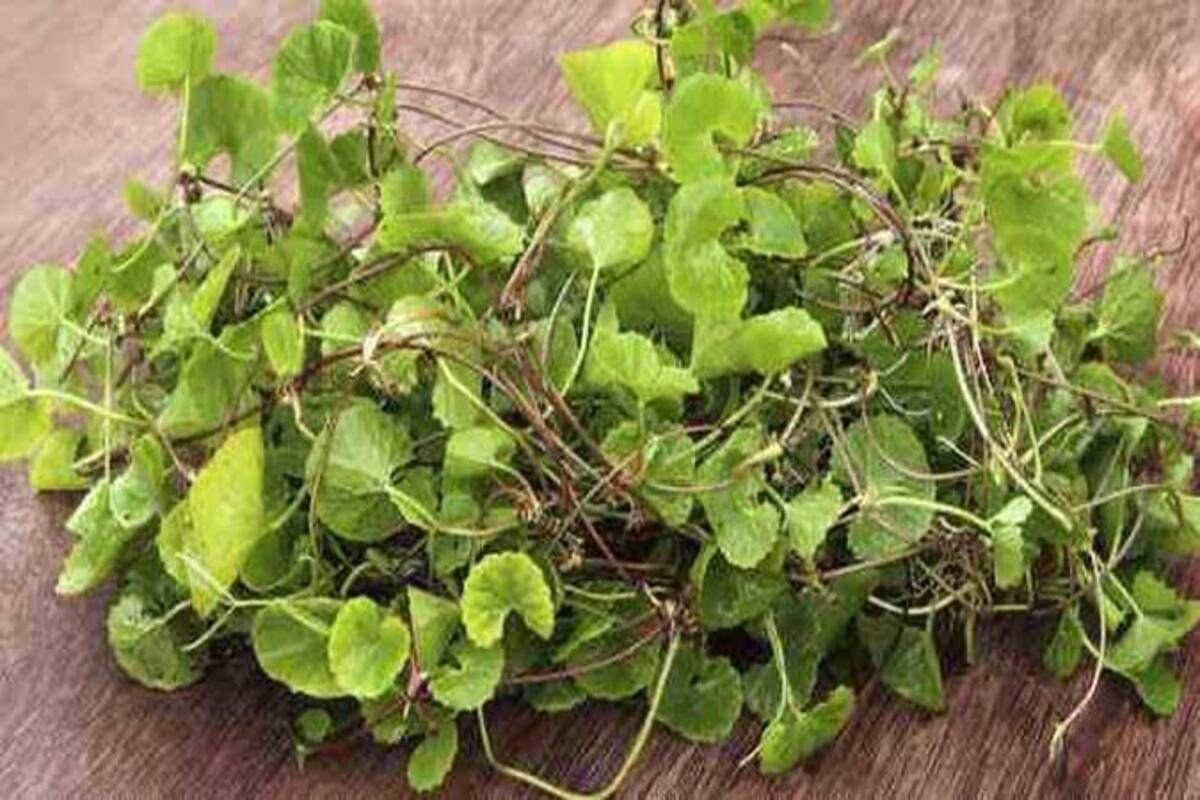 COVID-19 and your memory: This is how ayurvedic herb brahmi can help