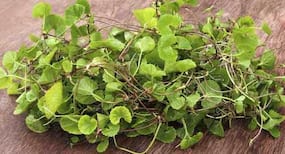 COVID-19 can affect your memory too: Brahmi can come to your rescue