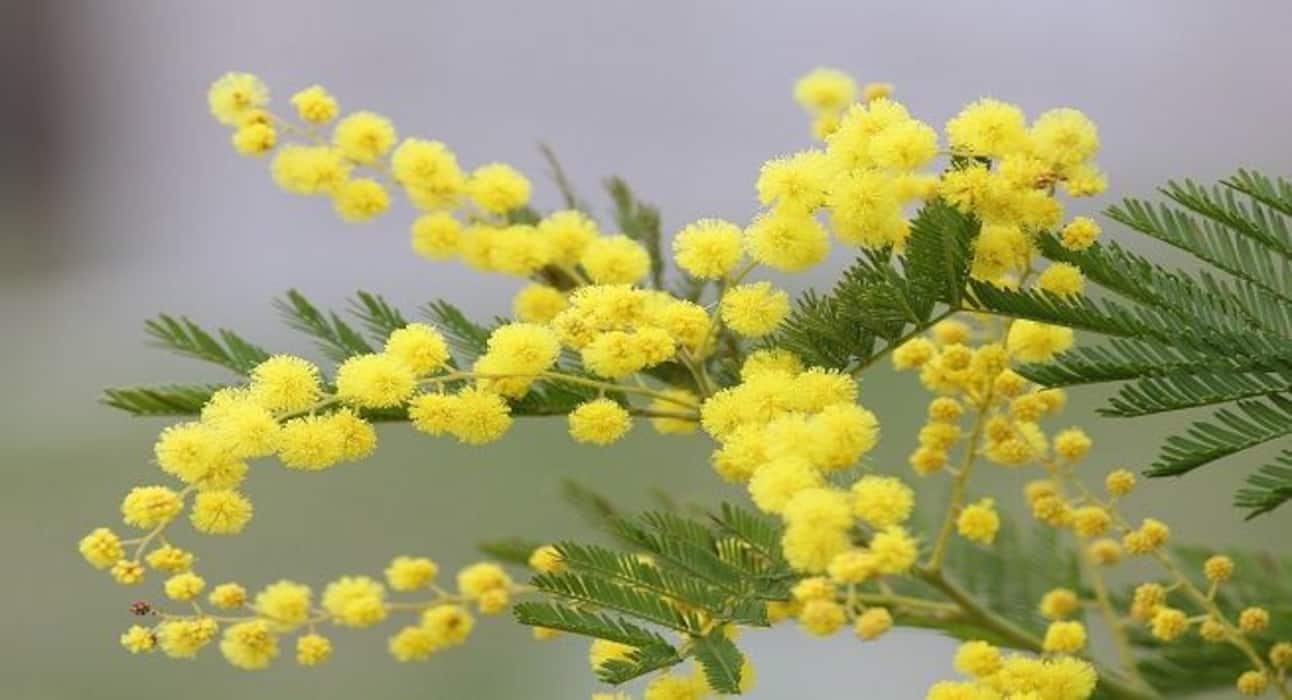 Healing herbs that help you deal with grief and sorrow