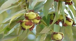 Mesua Ferrea: Precautions, Side Effects And Benefits Of Nagkesar