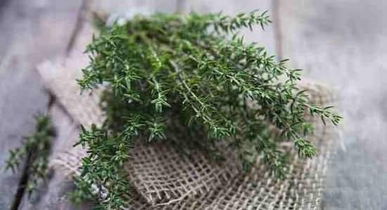 calcium carbonate for plants Lime