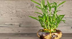 Decorate your home and office with these plants to attract positive energy