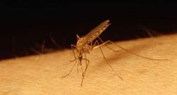 Dengue cases rise in Delhi: Home remedies to deal with this disease