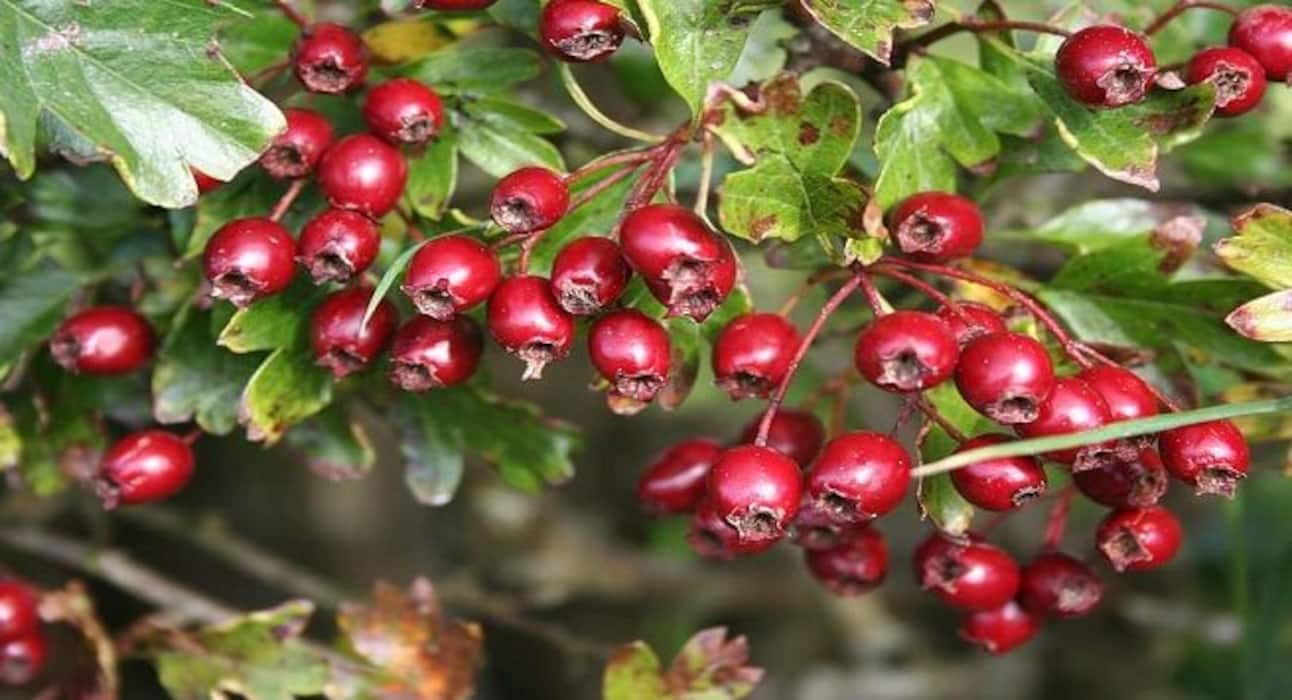 Healing herbs that help you deal with grief and sorrow
