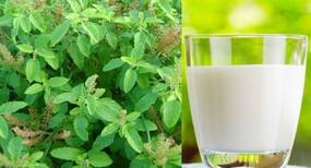 Tulsi Milk Benefits in Hindi, तुलसी वाला दूध पीने के फायदे