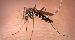 Effective home remedies to get relief from mosquito bite itching