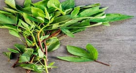 क्या आपने कभी खाई है अम्बाडी भाजी? इम्यून सिस्टम और आयरन को बढ़ाए ये सब्जी