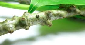 Ashwagandha, giloy and other Ayurvedic immune boosters you can try