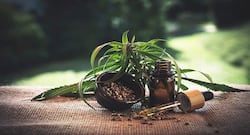 सीबीडी ऑयल क्या है? जानिए इसके फायदे और नुकसान