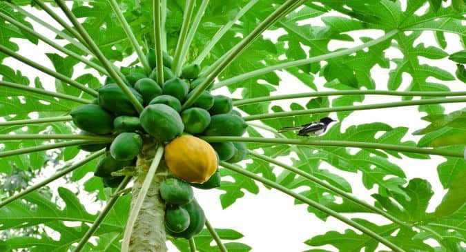 Raw papaya Benefits in Hindi: कच्चा पपीता खाने के फायदे और नुकसान