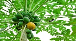 कच्चा पपीता खाने के फायदे और नुकसान
