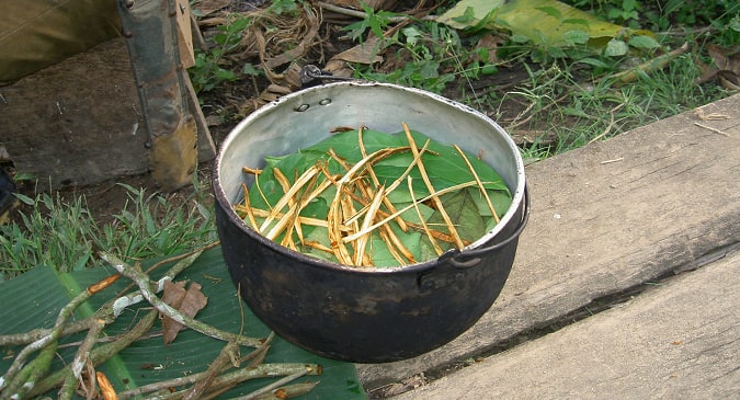 Ayahuasca: Some Facts About This Popular Psychoactive Brew ...