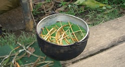 Ayahuasca: Know the benefits and side effects of this trending psychoactive brew