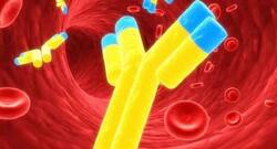 Hormones you are born with can lead to lifetime risk of immunological diseases