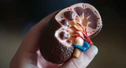 Kidney Failure: Understanding The Timelines For Treatment