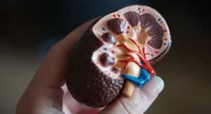 Kidney Failure: Understanding The Timelines For Treatment