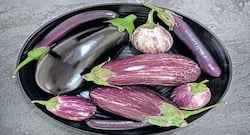 शरीर में जब हो ये समस्याएं तो भूलकर भी न खाएं बैगन, जानें किन समस्याओं में नहीं खाना चाहिए बैगन