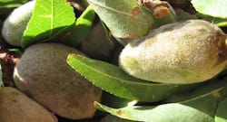 हरे बादाम खाने के सेहत लाभ, हरा बादाम खाने के फायदे ।