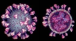 This is exactly what the novel coronavirus looks like - inside and outside