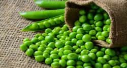 सर्दियों में हरी मटर खाने के फायदे, मटर के सेवन के स्वास्थ्य लाभ ।