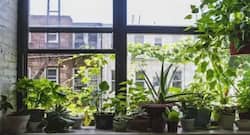 Air purifying plants that will keep your home safe from pollution