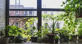 Air purifying plants that will keep your home safe from pollution