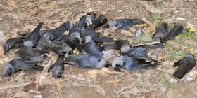 Bird Flu India: राजस्थान में बर्ड फ्लू के मामले, मनुष्यों में बर्ड फ्लू के लक्षण ।