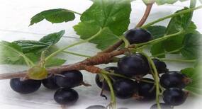 Have blackcurrants daily to control your diabetes: A few interesting ways of adding it to your diet