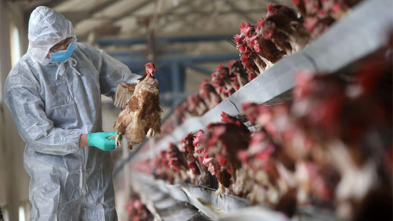 Bird flu How critical is the latest outbreak, symptoms and more