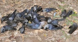 Bird flu outbreak in India: Can humans get avian influenza too?