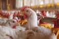 Bird flu confirmed in Delhi, Maharashtra: Is it safe to consume eggs and chicken? Here’s what experts say