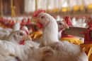 Bird flu confirmed in Delhi, Maharashtra: Is it safe to consume eggs and chicken? Here’s what experts say