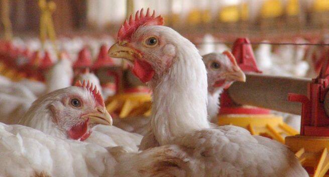 Bird flu outbreak: Natural and ayurvedic tips to keep avian influenza at bay