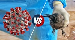 COVID-19 VS Bird Flu: Which one is more deadly in its course?
