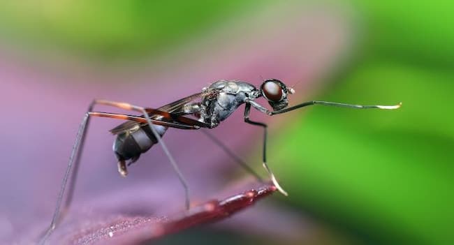 chikungunya