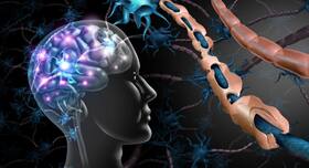 Lack of fatty acid in tissues can trigger multiple sclerosis. Here's how Lack of fatty acid in tissues can trigger multiple sclerosis. Here's how