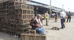 एवियन इन्फ्लूएंजा से बचाव के उपाय