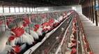Bird Flu Panic: बर्ड फ्लू की महाराष्ट्र में दस्तक! देश में बढ़ाई गई चौकसी, फिलहाल अंडे, चिकन पर कोई प्रतिबंध नहीं