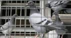 Bird Flu in Delhi: दिल्ली में उल्लू, कबूतर और बगुलों में बर्ड फ्लू संक्रमण की पुष्टि
