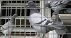 Bird Flu in Delhi: दिल्ली में उल्लू, कबूतर और बगुलों में बर्ड फ्लू संक्रमण की पुष्टि