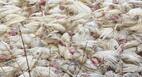 Bird Flu Update in India: देश के 7 राज्यों में बर्ड फ्लू की पुष्टि, कुछ को जांच रिपोर्ट का है इंतजार, दिल्ली के गाजीपुर मुर्गा मार्केट को 10 दिन के लिए किया गया बंद