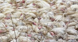 Bird Flu Update in India, देश के 7 राज्यों में बर्ड फ्लू की पुष्टि