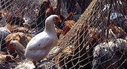 बर्ड फ्लू से बचने के लिए किस तरह से खाएं चिकेन, अंडे?